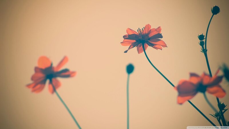 Orange Cosmos Flowers — Serene, Sunset, Photograph