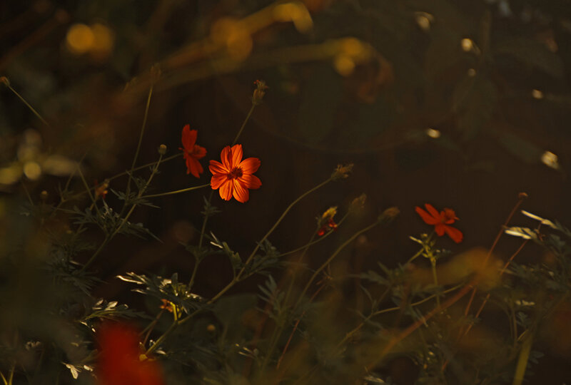 Orange Cosmos Flowers — Serene, Sunset