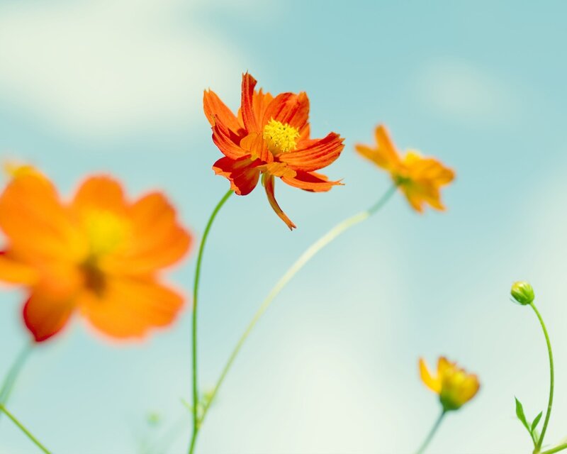 Orange Cosmos Flowers — Serene