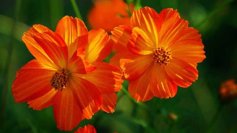 Orange Cosmos Flowers — Vibrant