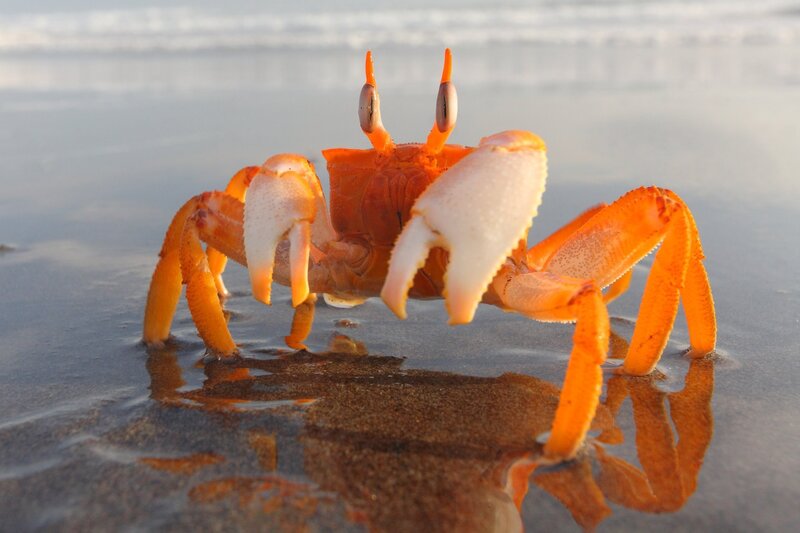 Orange Crab on Beach — Calm
