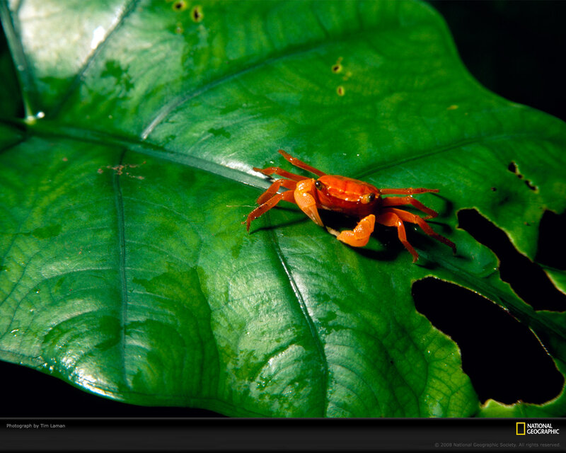 Orange crab on green leaf