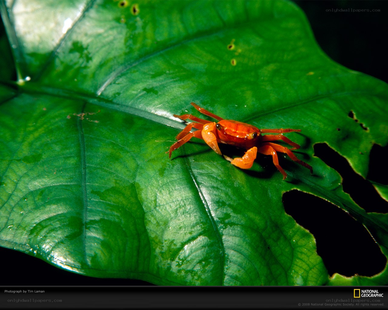 Orange crab on green leaf