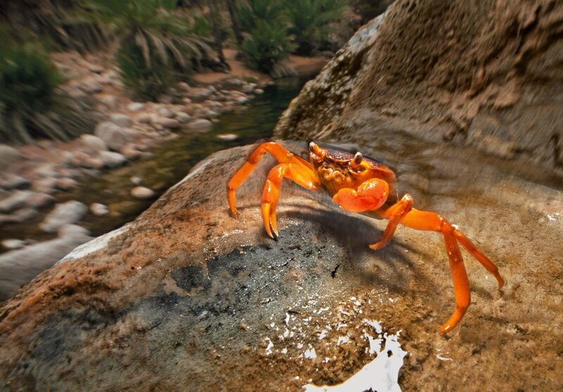 Orange Crab on Rock