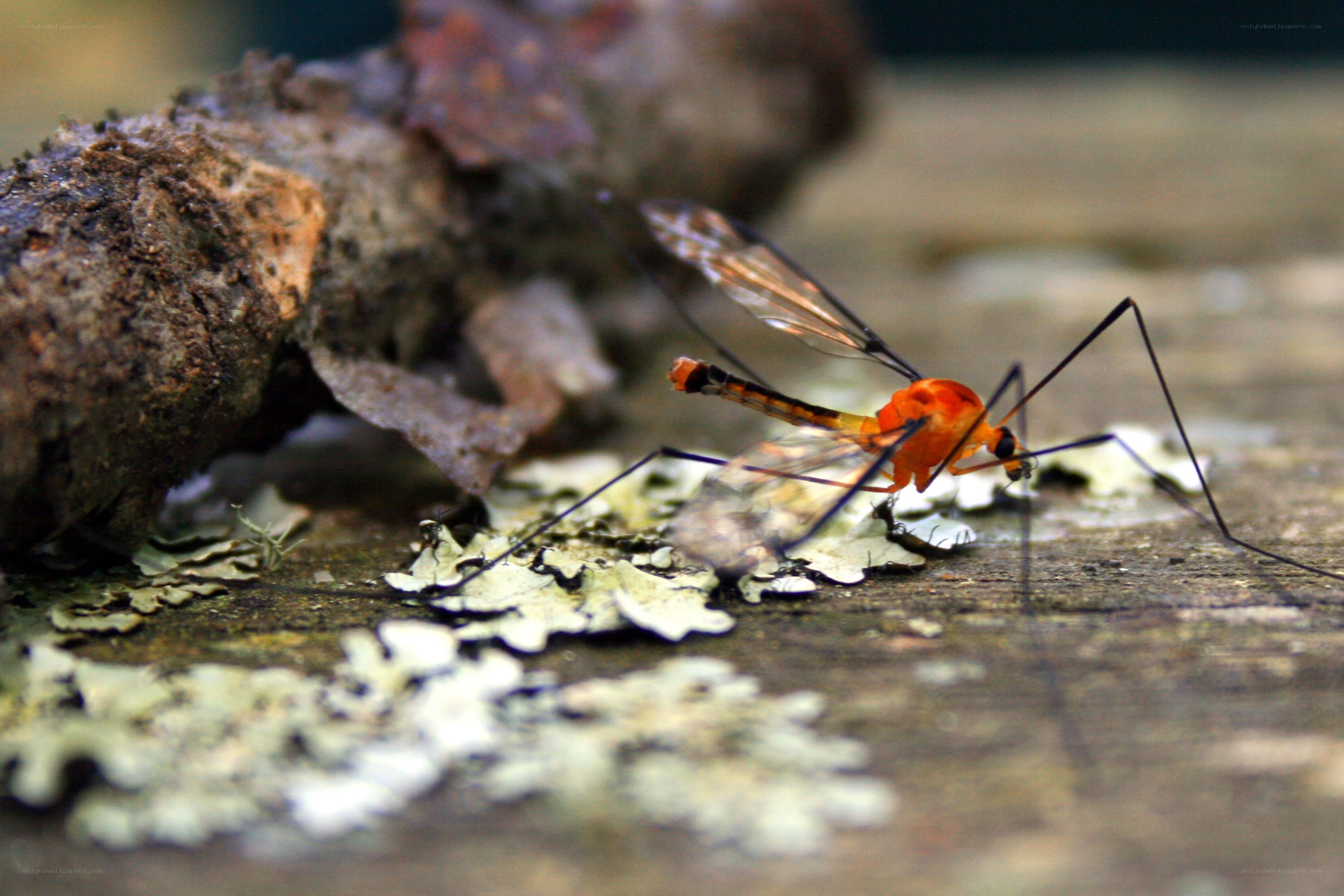 Orange crane fly on wood