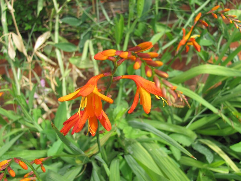 orange crocosmia flowers