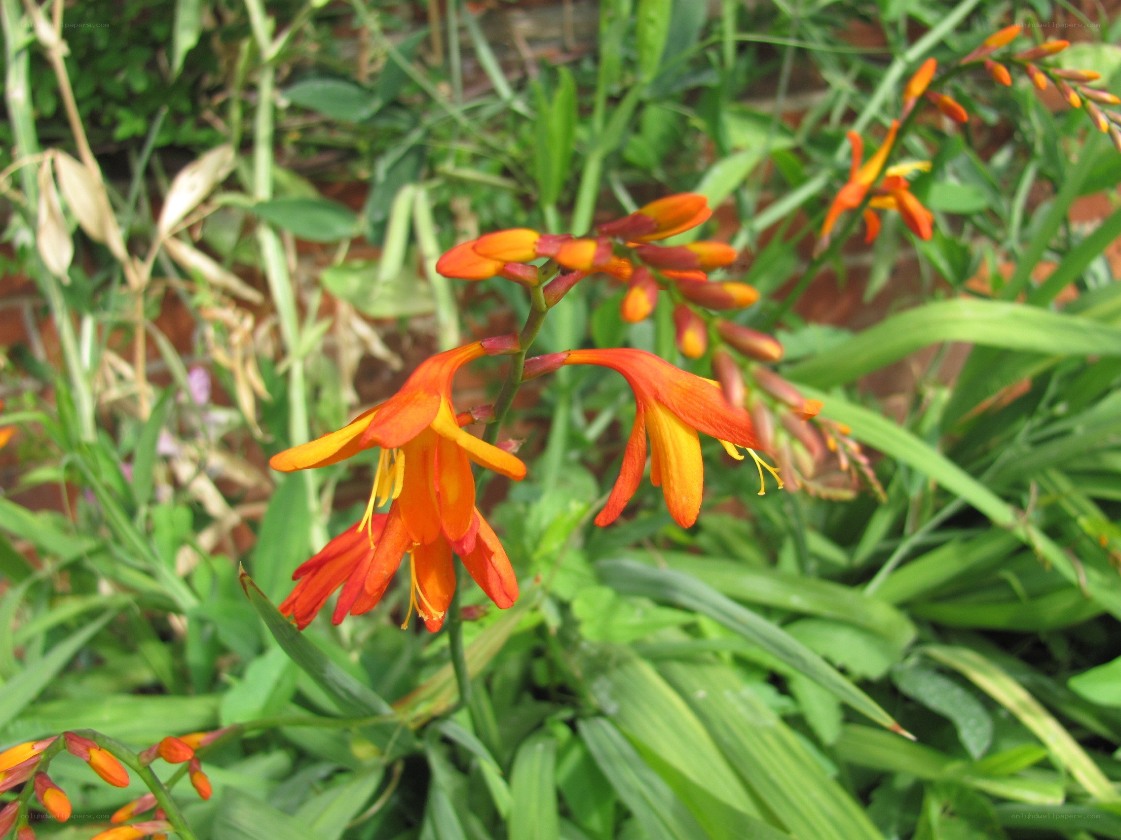 orange crocosmia flowers