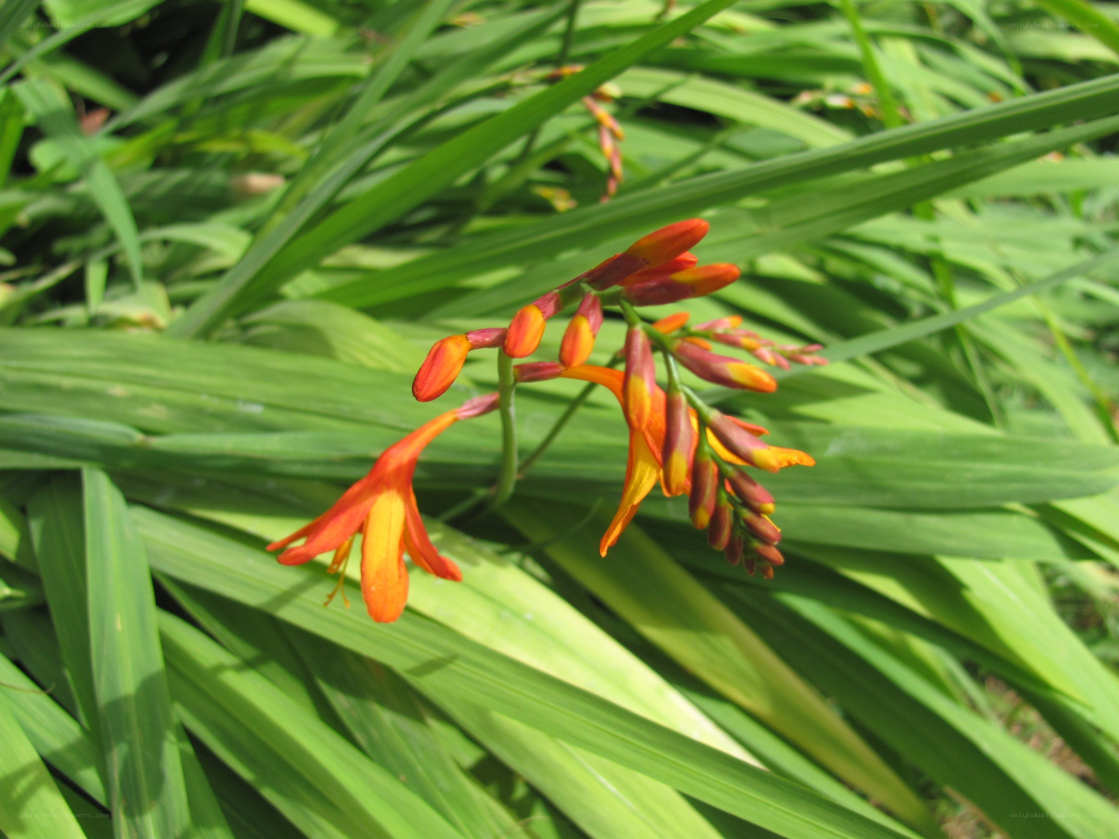 orange crocosmia flowers