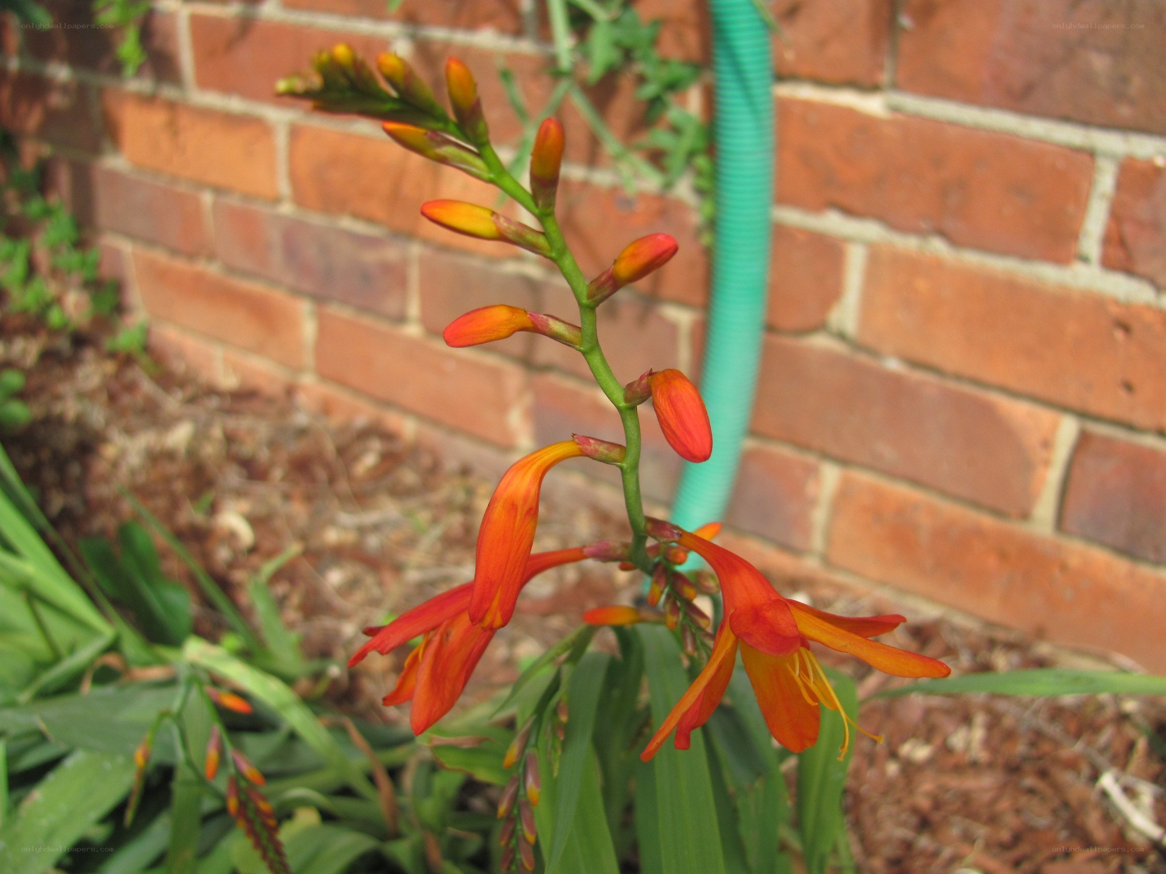 orange crocosmia flowers