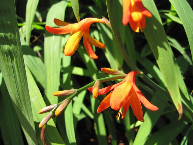 Orange Crocosmia Flowers — Natural, Afternoon, Photograph