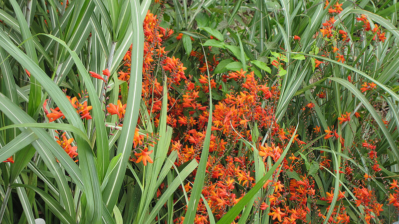 Orange Crocosmia Flowers — Natural
