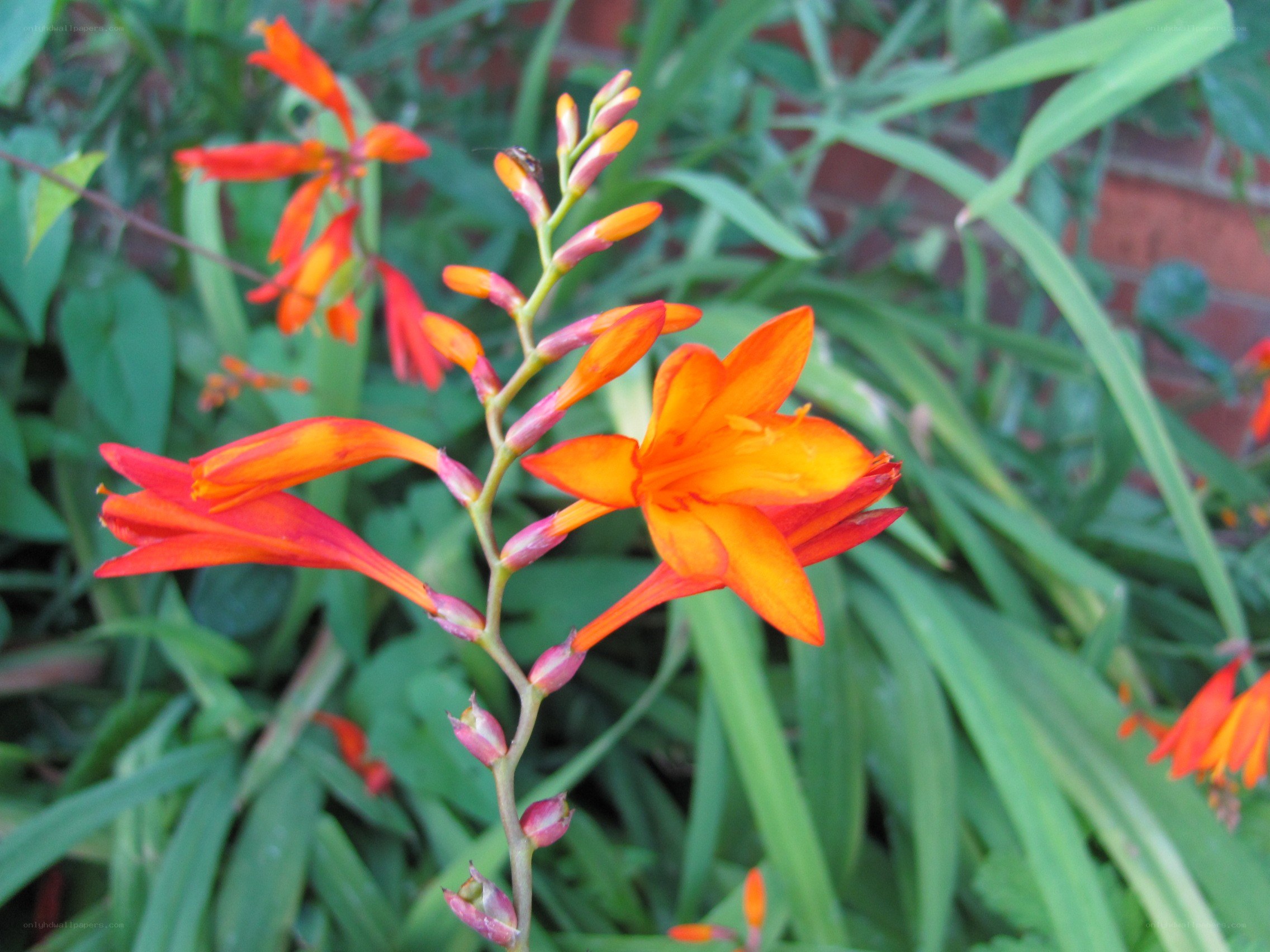 orange crocosmia flowers