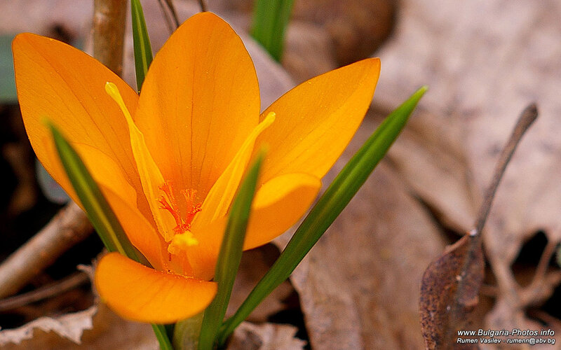 Orange Crocus Flower