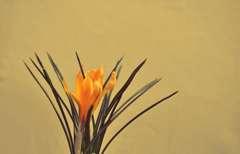 Orange Crocus Flower — Yellow, Calm