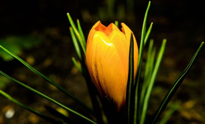 Orange Crocus Flower — Yellow