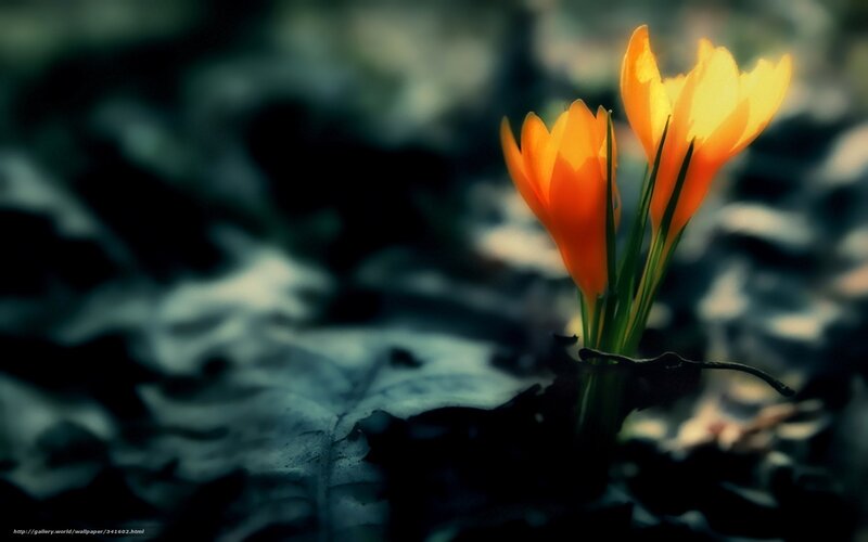 Orange Crocus Flowers — Dramatic, Spring