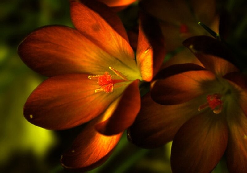 Orange Crocus Flowers — Dramatic