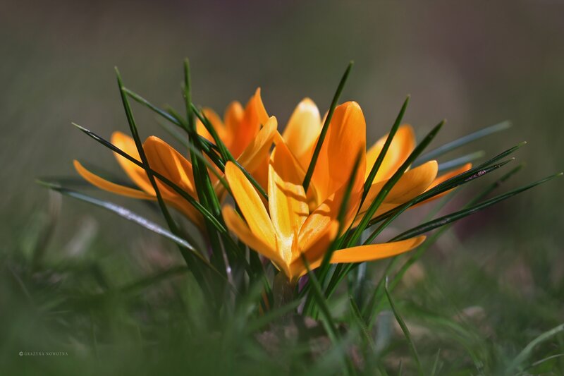 Orange Crocus Flowers — Serene