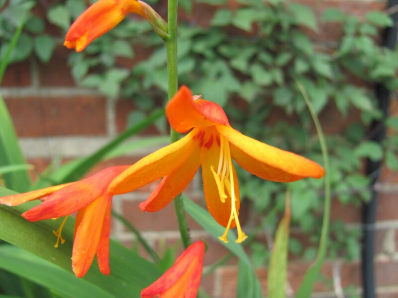 orange crocus flowers