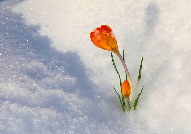 Orange Crocus in Snow