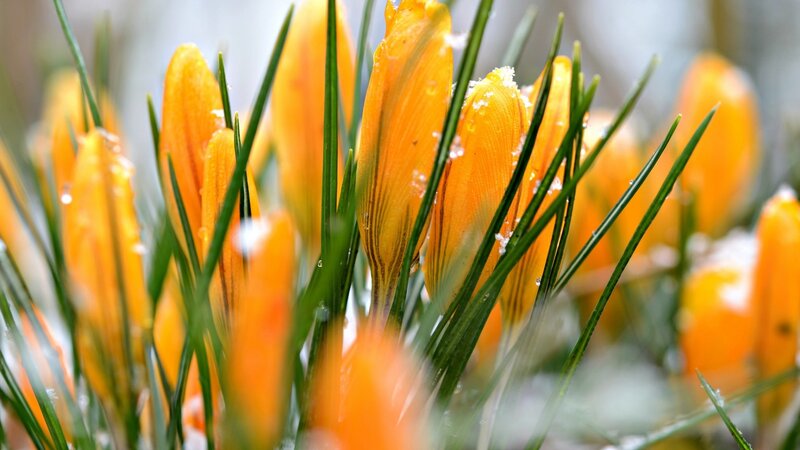 Orange Crocuses in Snow
