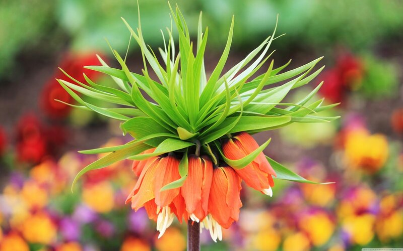 Orange Crown Imperial Flower — Natural