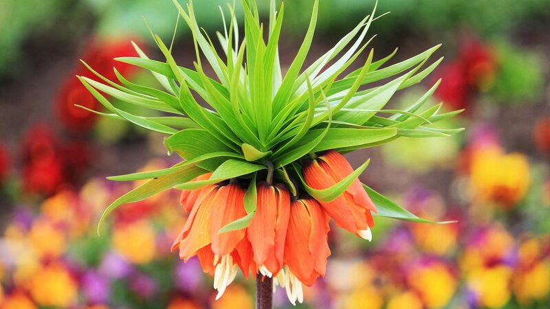 Orange Crown Imperial Flower — Vibrant