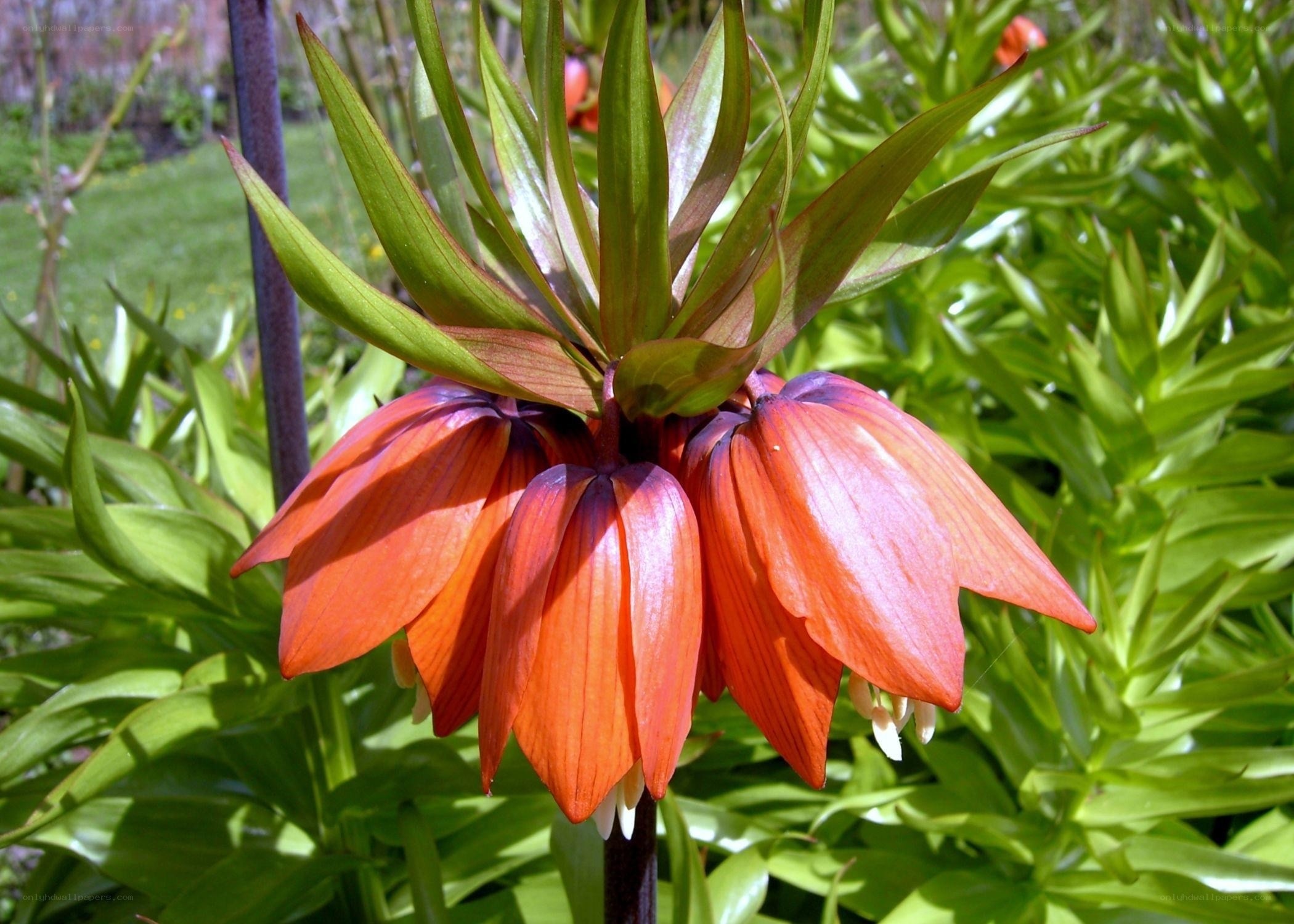 orange crown imperial flower