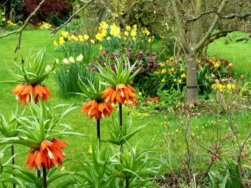 Orange Crown Imperial Flowers