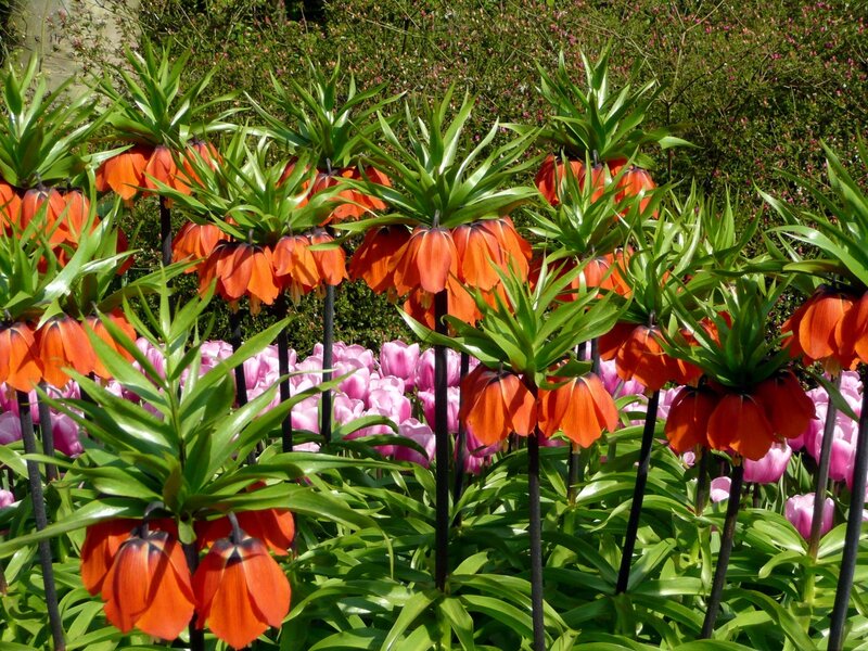 Orange crown lilies in garden