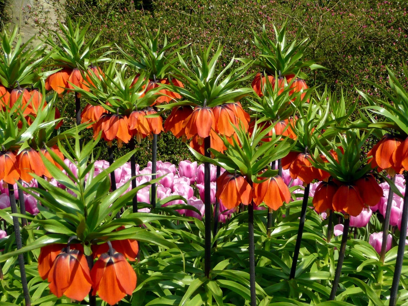 Orange crown lilies in garden