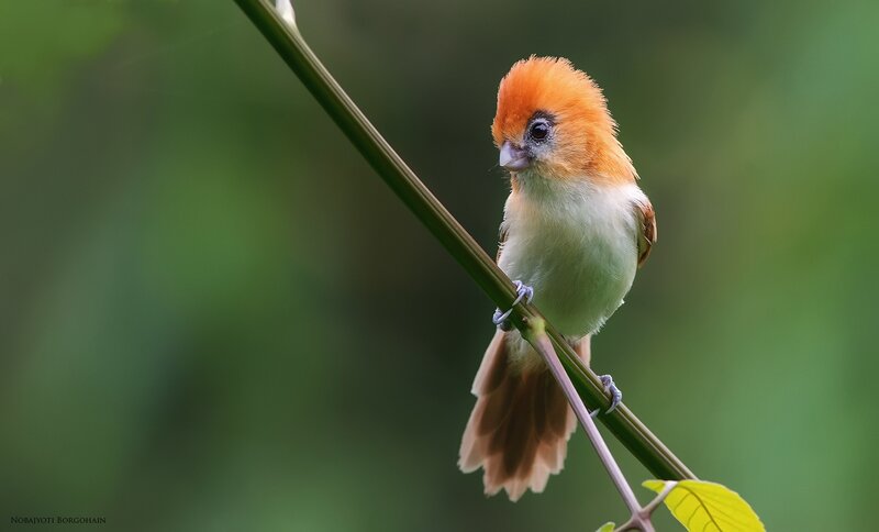 Orange-crowned Bird — Green