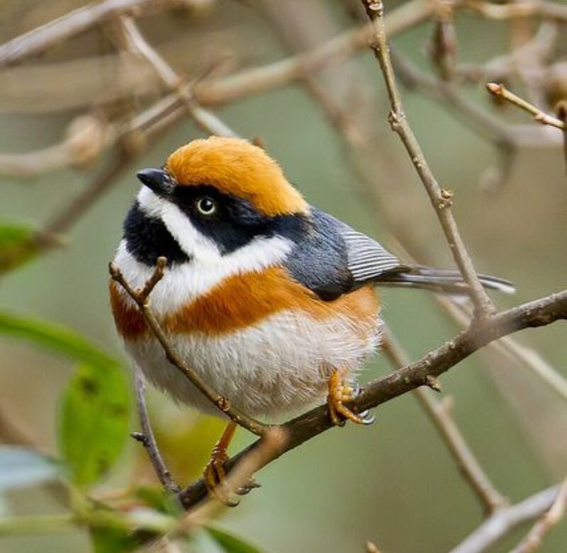 Orange-crowned Bird