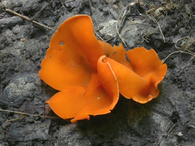 orange cup fungus on soil
