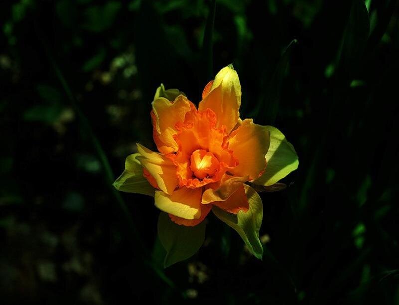 Orange Daffodil Flower