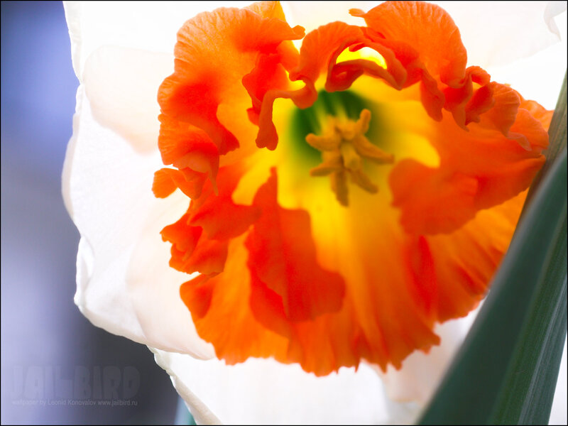 Orange Daffodil Flower — Vibrant