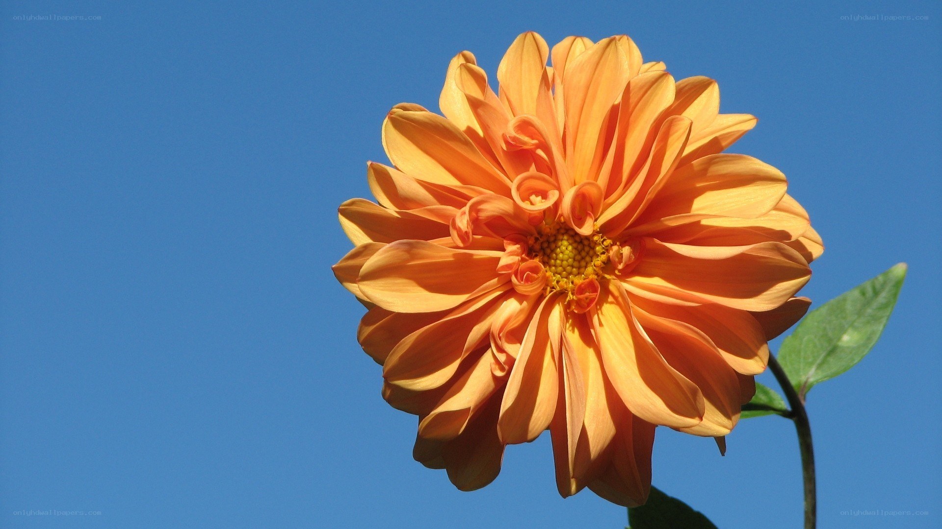 Orange dahlia against blue sky