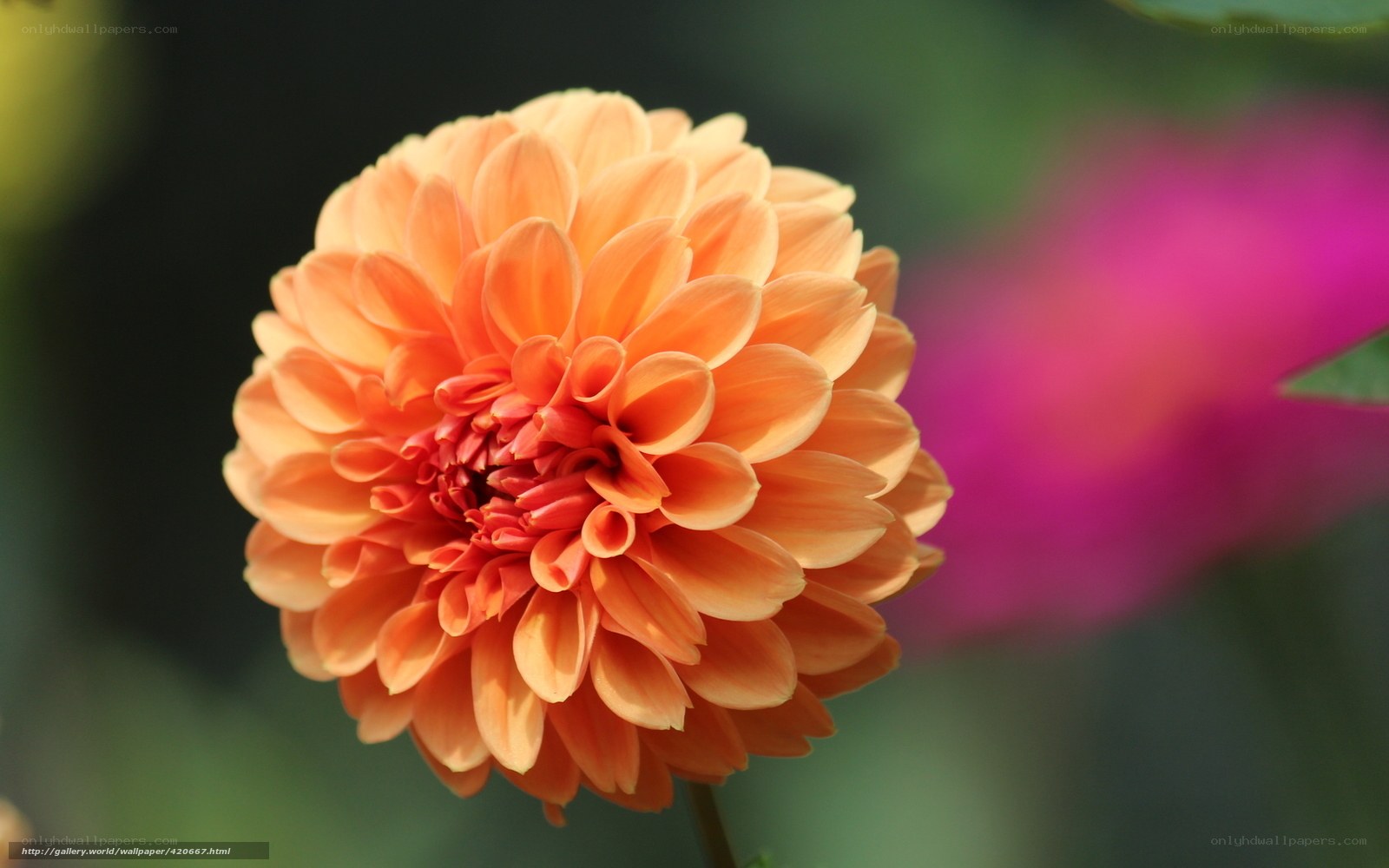 orange dahlia flower