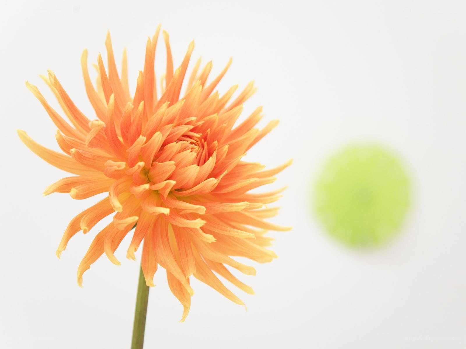 orange dahlia flower