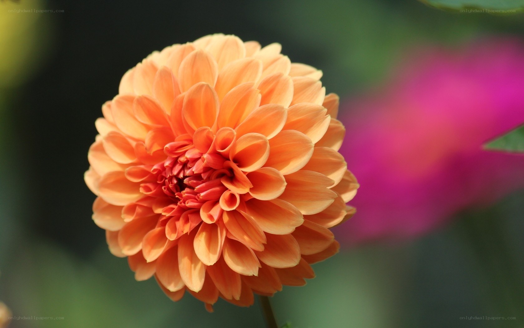 orange dahlia flower