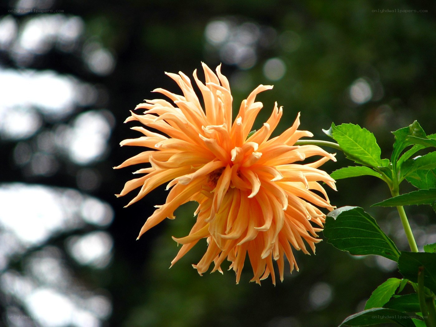 orange dahlia flower
