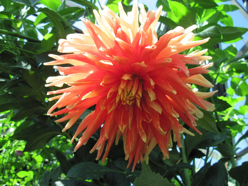 Orange Dahlia Flower — Bright, Afternoon
