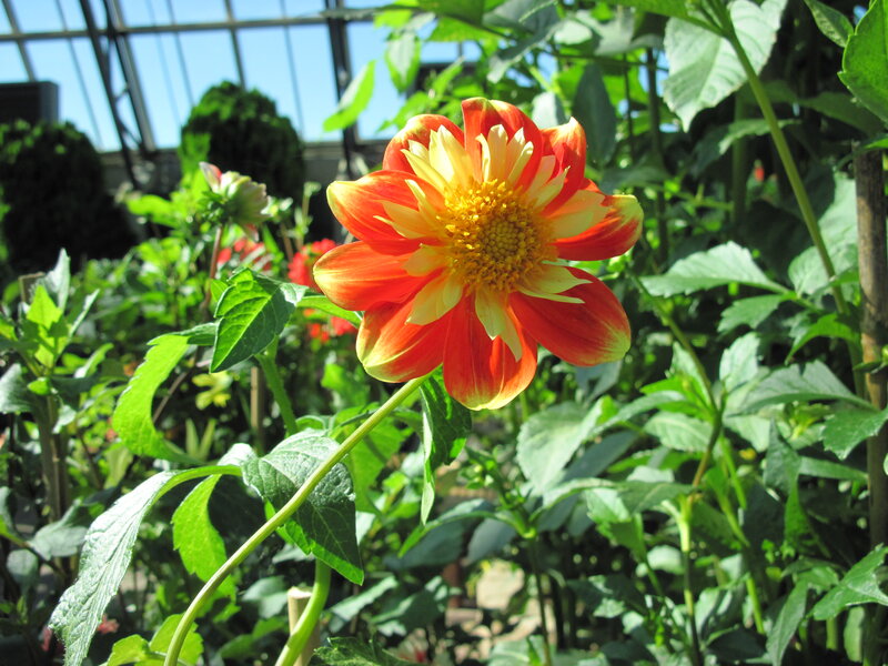 Orange Dahlia Flower — Bright