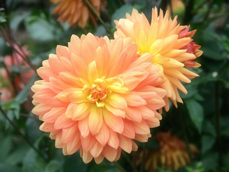 Orange Dahlia Flower — Calm, Afternoon, Photograph, Leaves