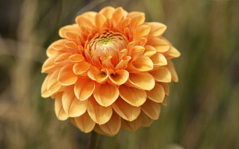 Orange Dahlia Flower — Calm, Afternoon, Photograph, Petals