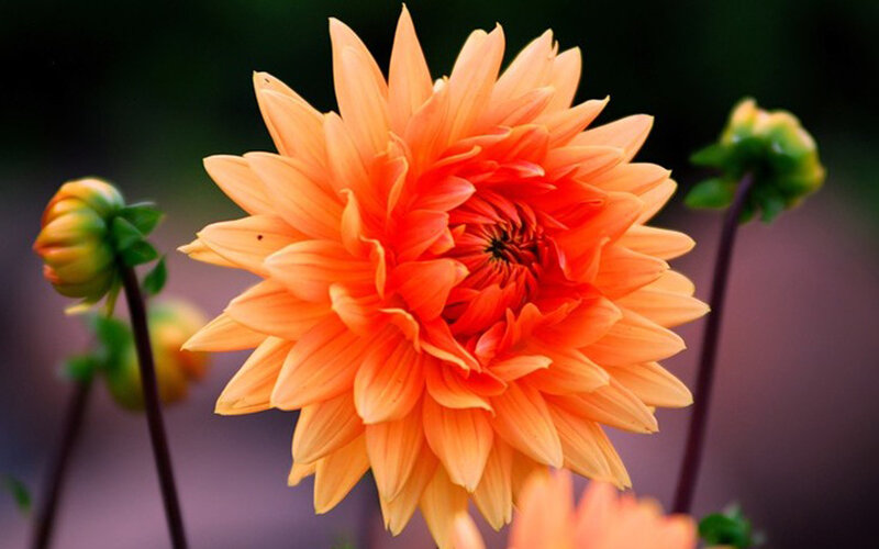 Orange Dahlia Flower — Calm, Afternoon