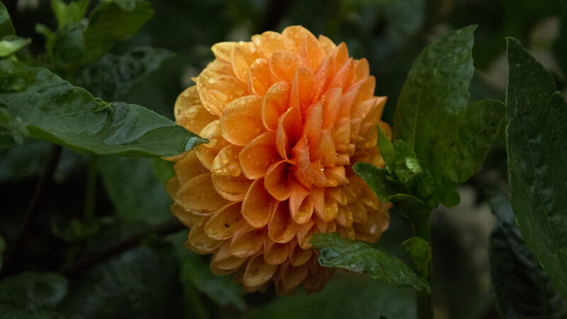 Orange Dahlia Flower — Calm, Photograph, Green Leaves