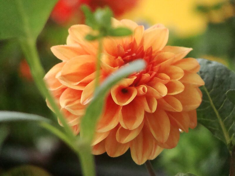 Orange Dahlia Flower — Calm, Photograph