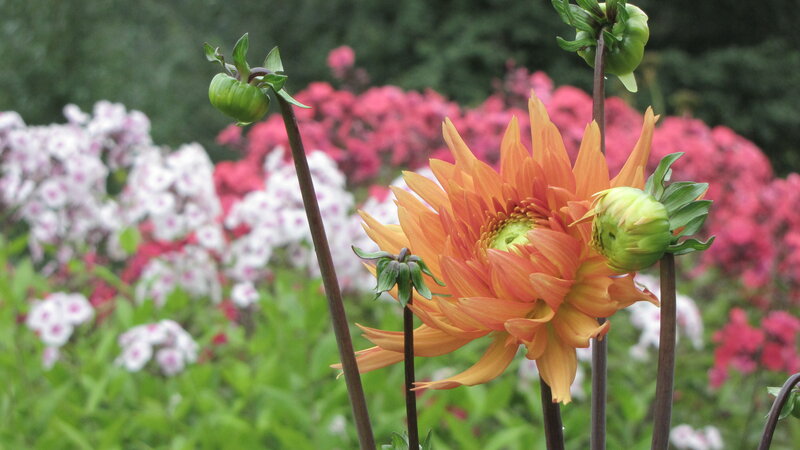 Orange Dahlia Flower — Calm, Summer