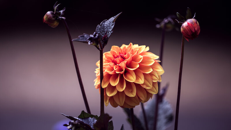Orange Dahlia Flower — Dramatic, Photograph
